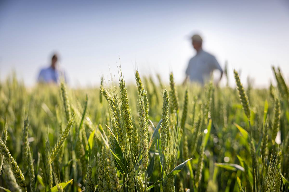 Two LSU AgCenter wheat experts stand in the background of a wheat field